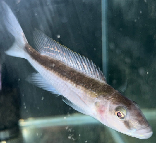 6" Champsochromis Caeruleus - Malawi Trout