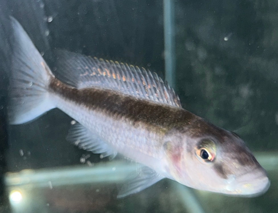 6" Champsochromis Caeruleus - Malawi Trout