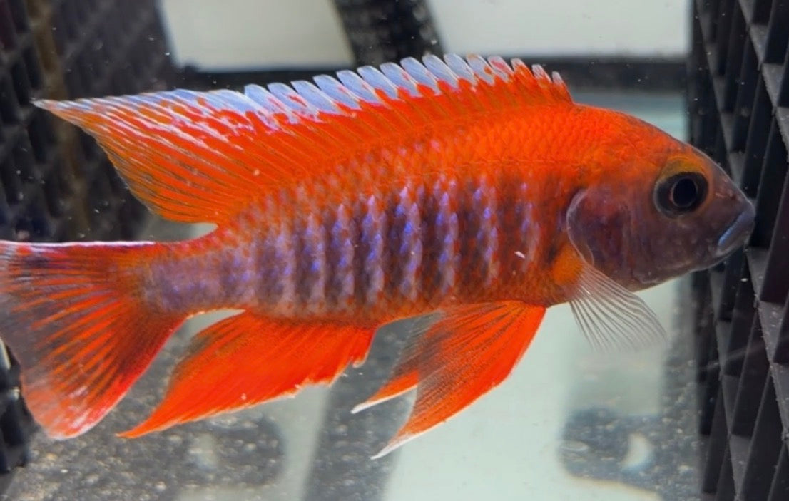 4.75" Eureka Red