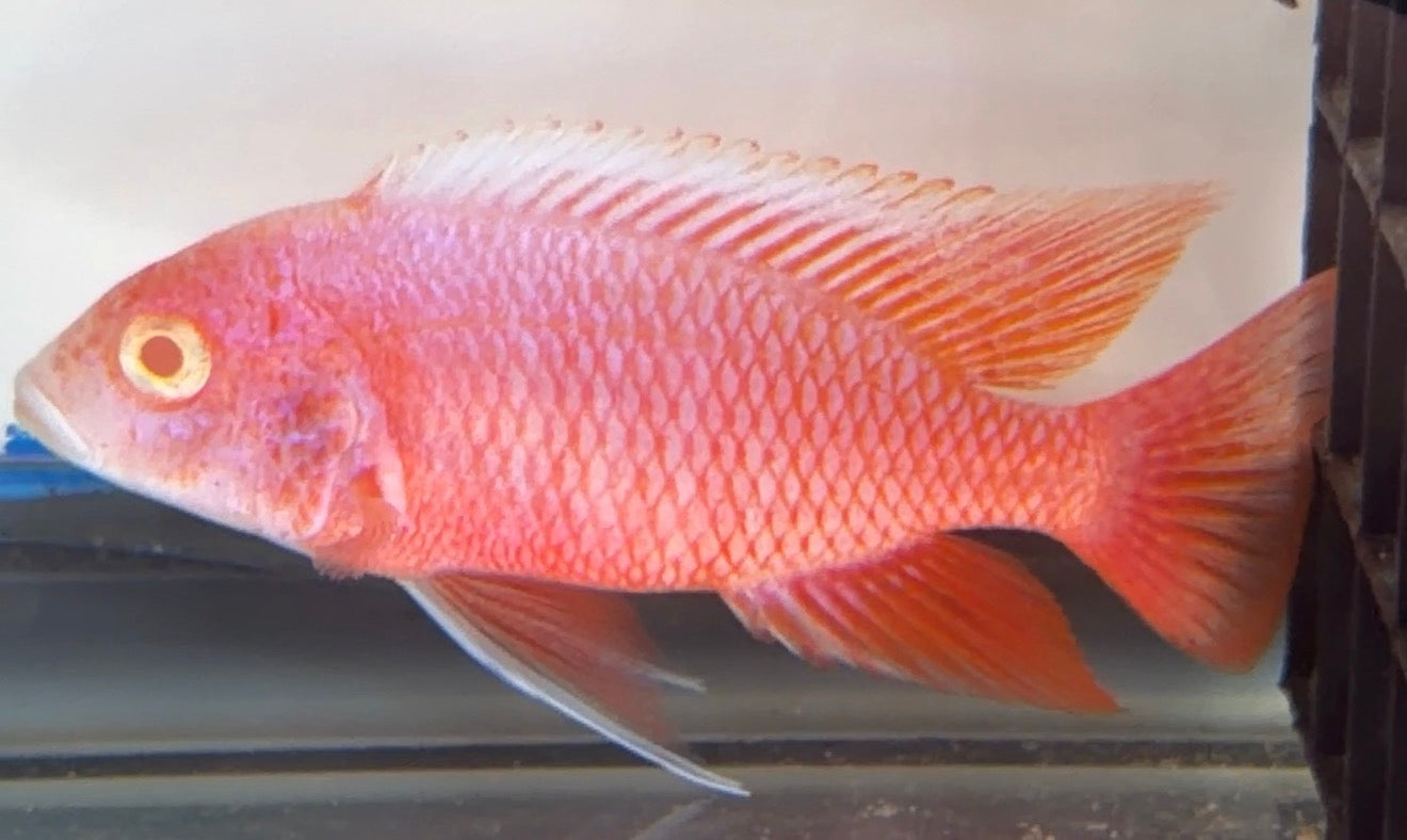 4.5 Albino Pink