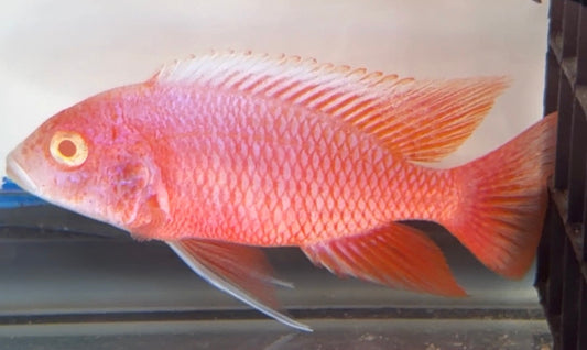 4.5 Albino Pink