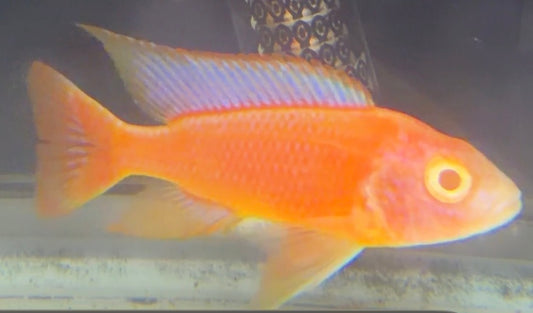 Pink Albino