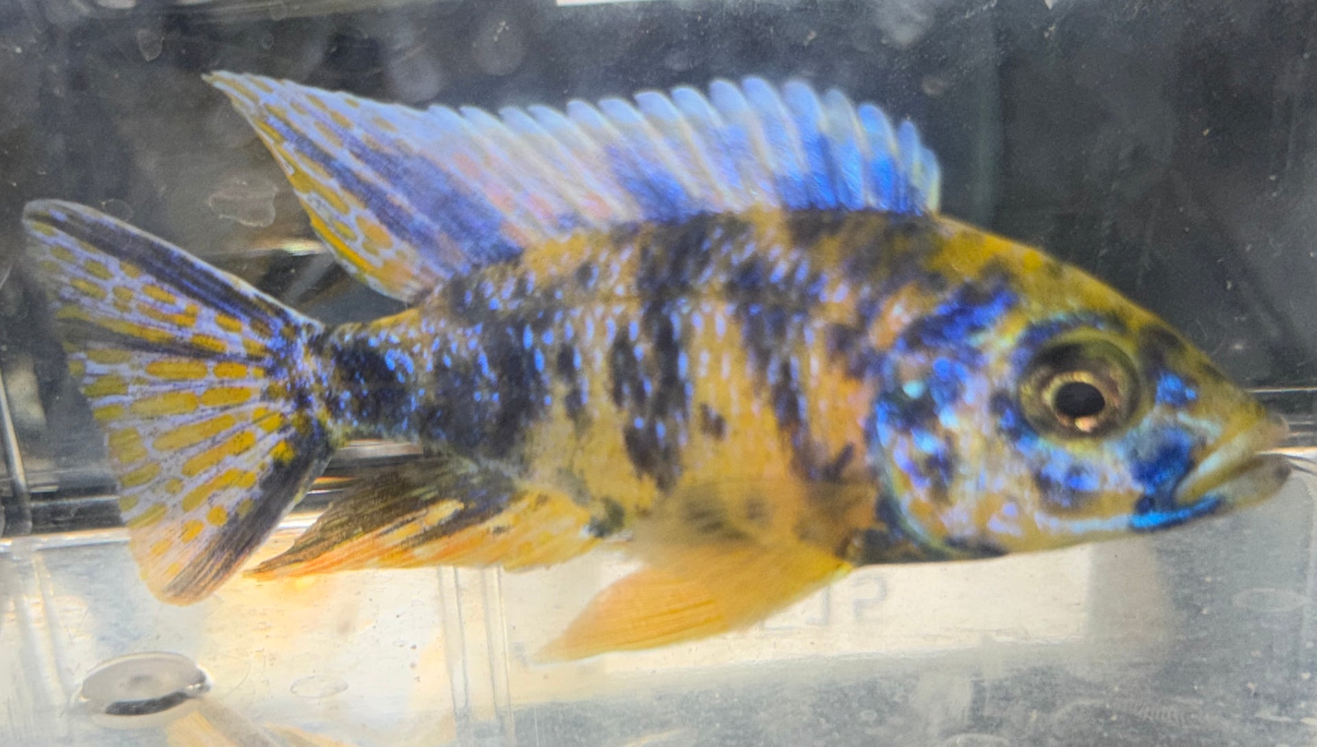 4" OB Lwanda