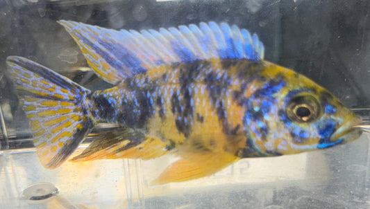 4" OB Lwanda
