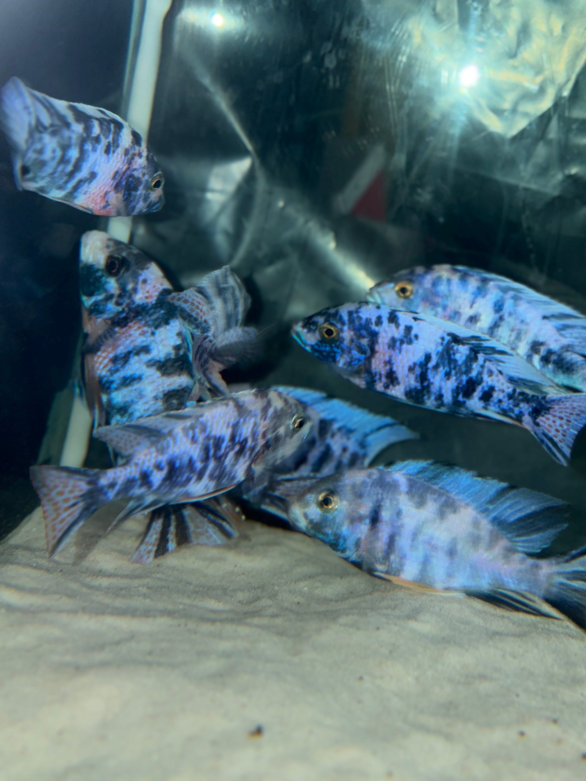 5.5" OB Dolphin