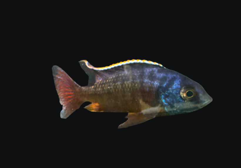 Protomelas Taeniolatus "Boadzulu" Cichlid