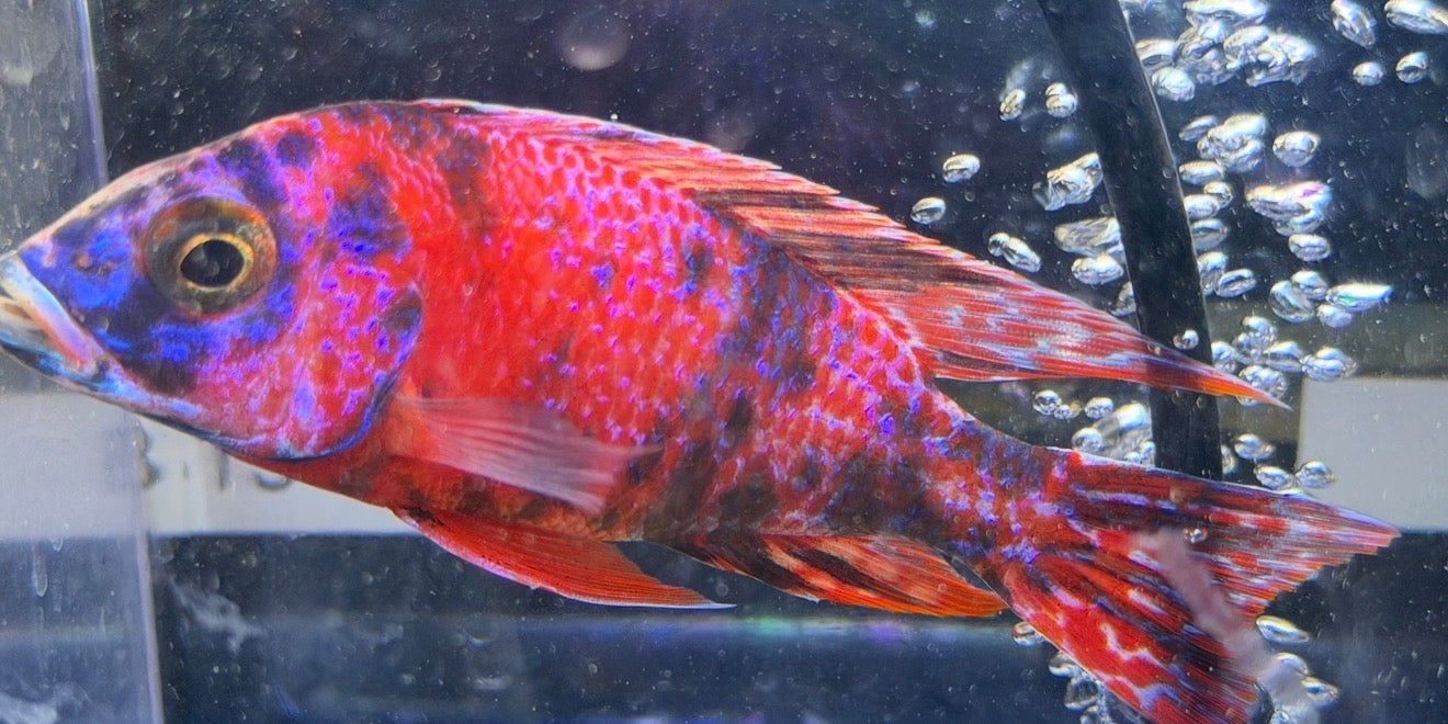 4.5" Red OB "Uncle Wuddy"
