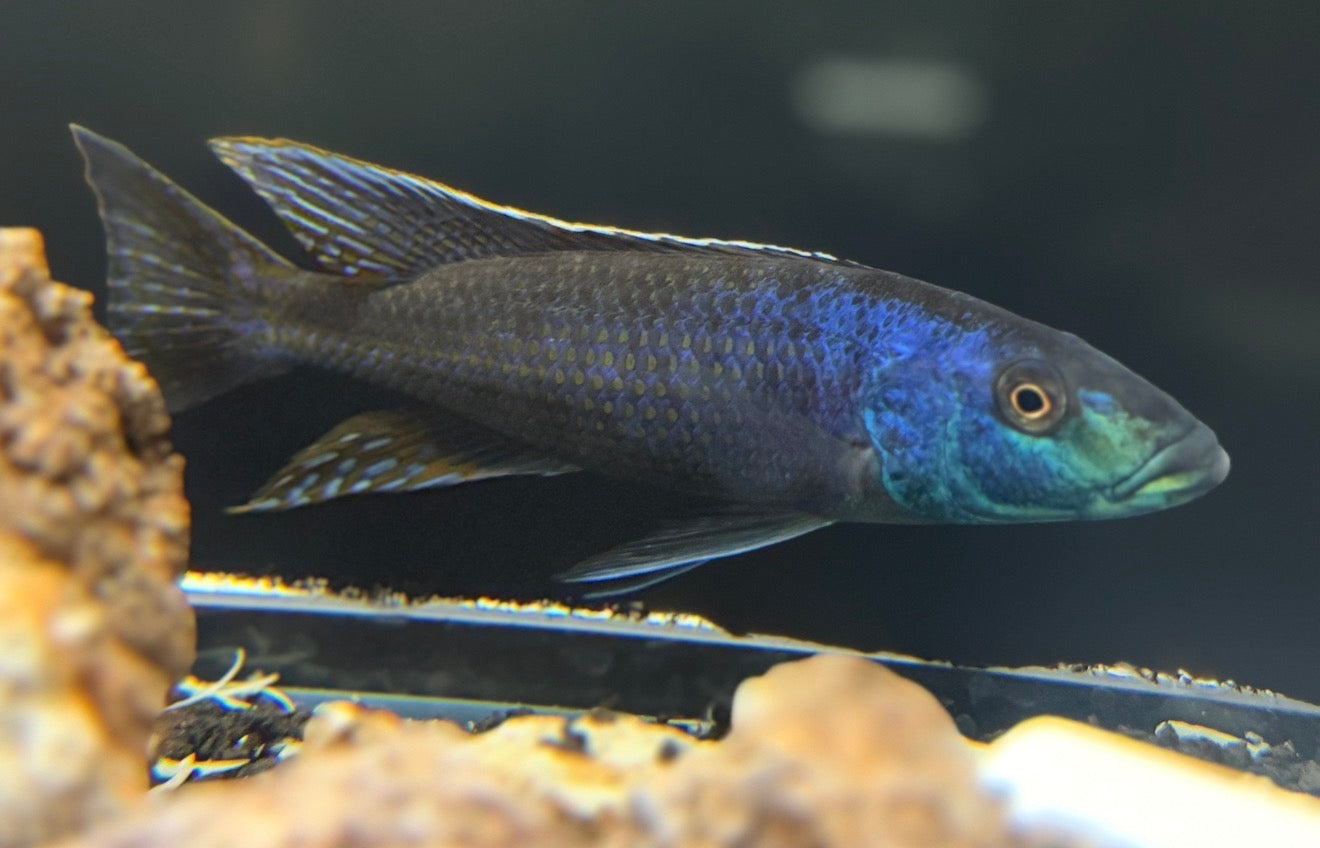 Champsochromis caeruleus - Malawi Trout 8.5"