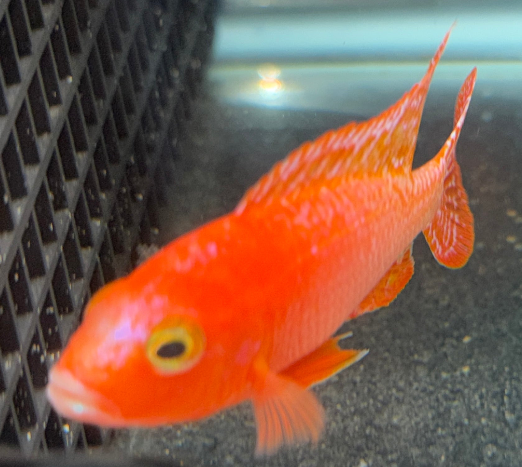 4" Strawberry