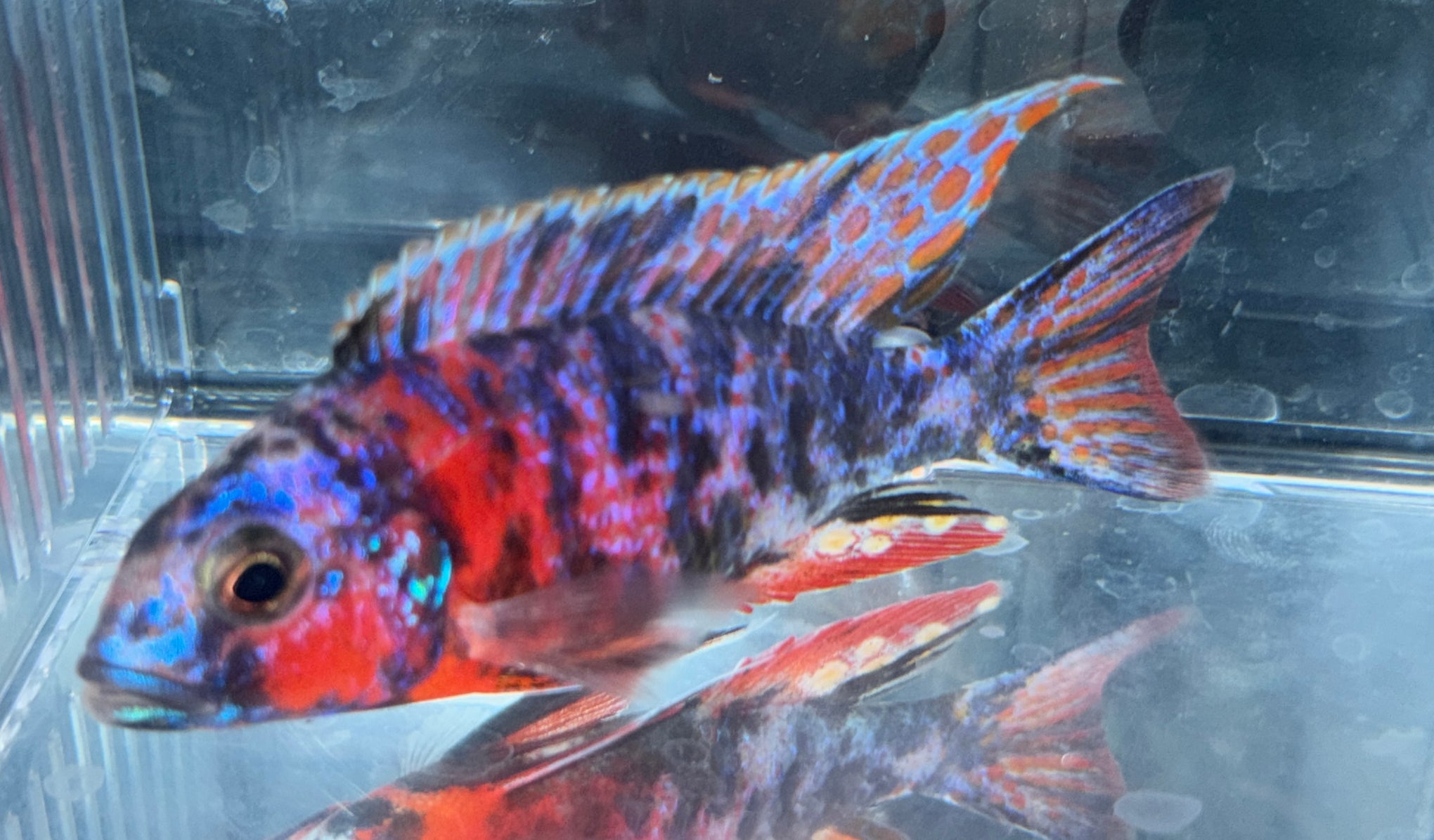 4.5" Red OB "Uncle Wuddy"