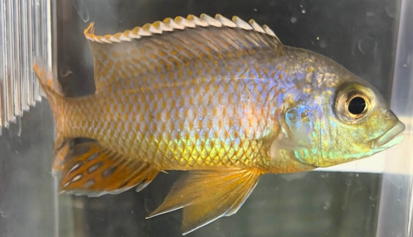 Otopharynx  "Spots Sani 4"