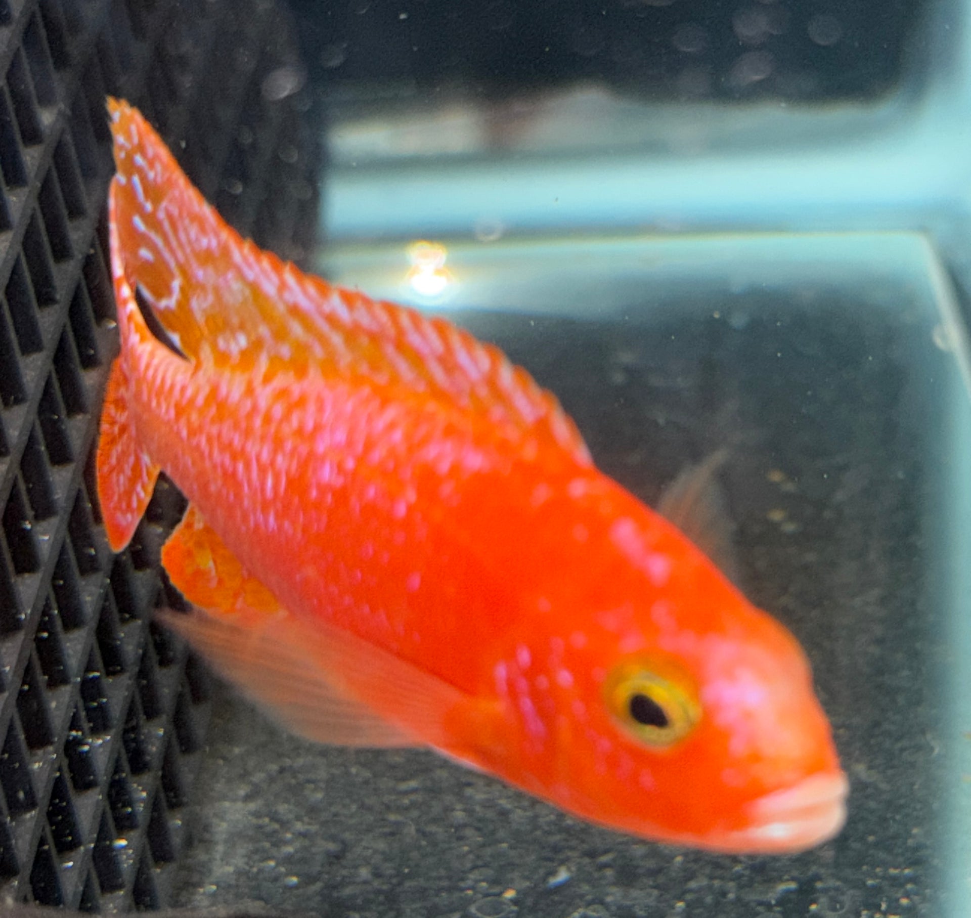 4" Strawberry