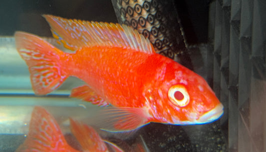 Albino OB 4.5"