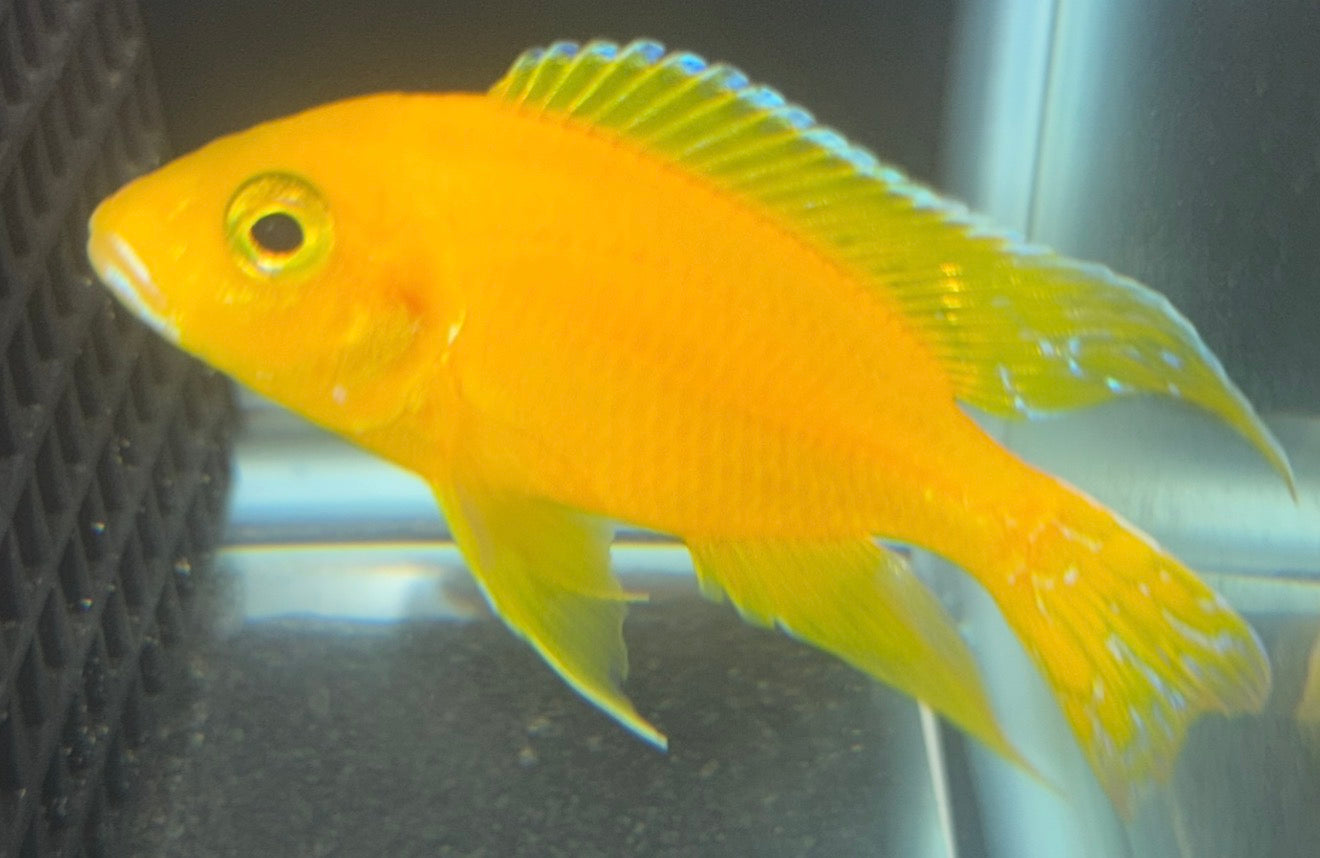 Golden 4"