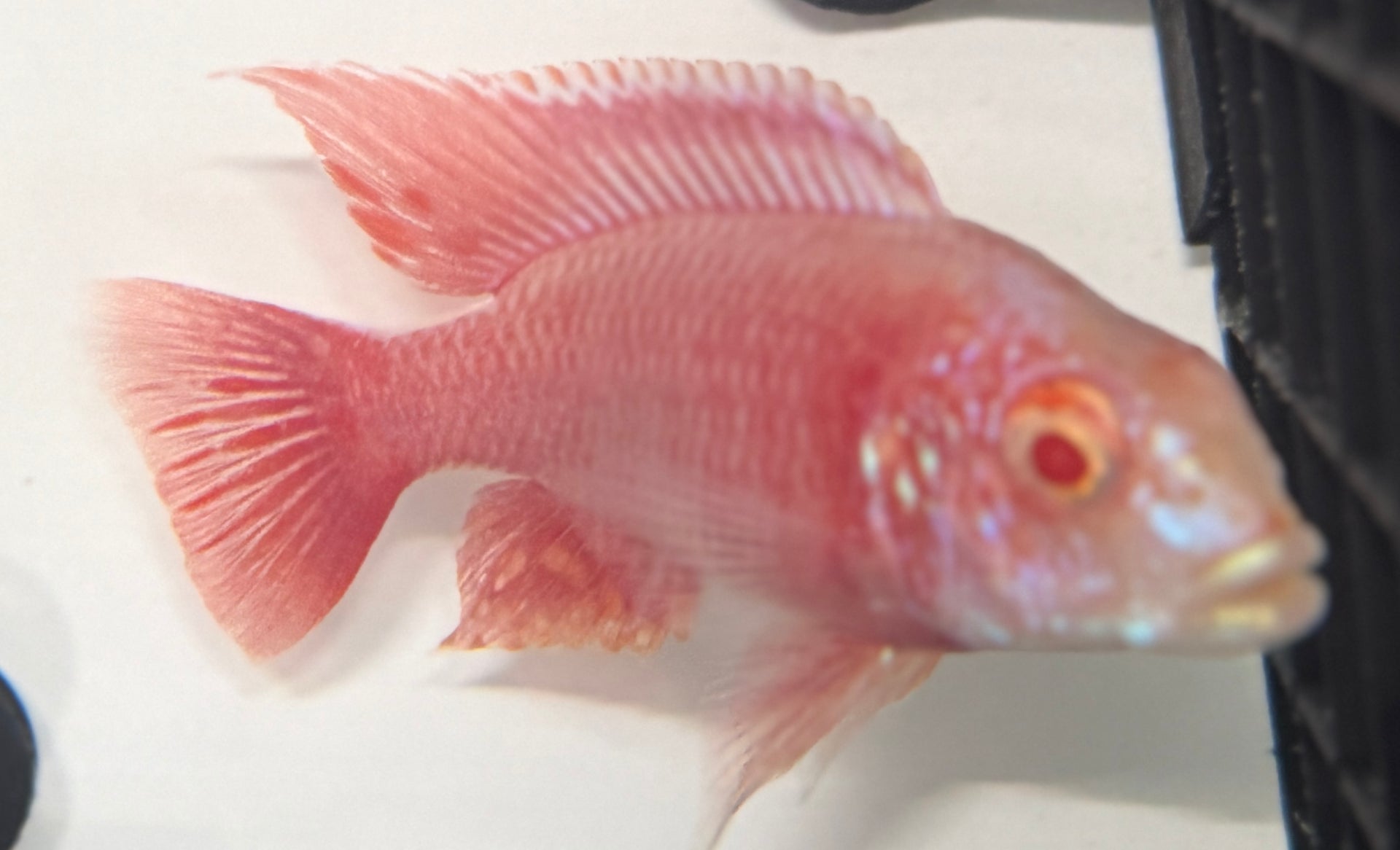Albino Pink 4"