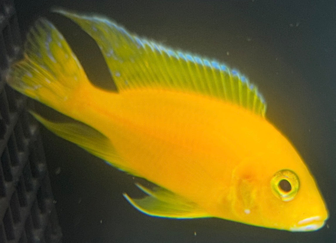 Golden 4"