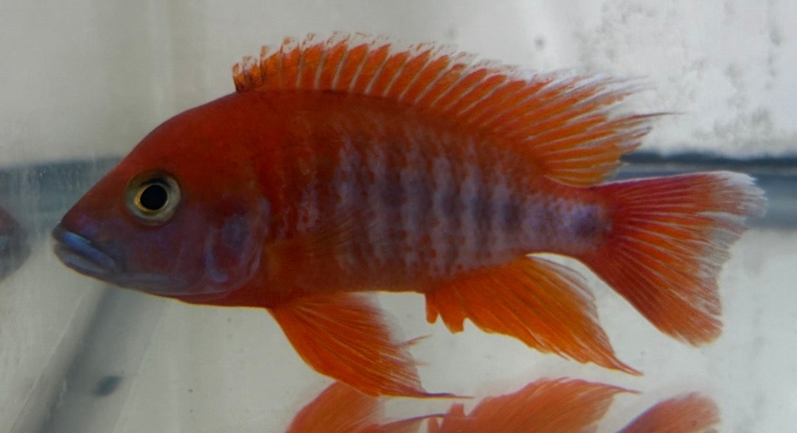 4.5" Eureka