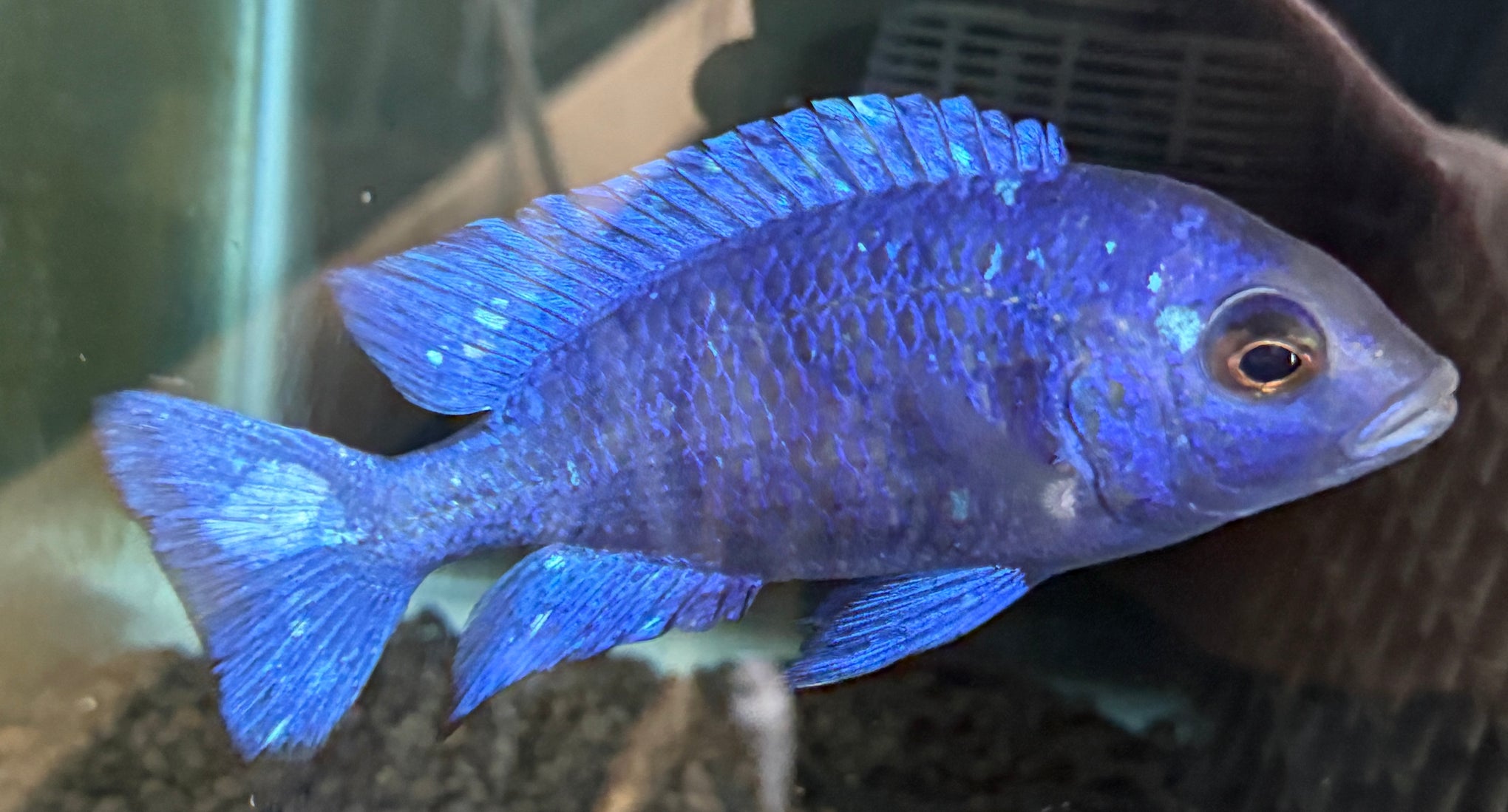 Placidochromis phenochilus - Star Sapphire (5.25" to 6")