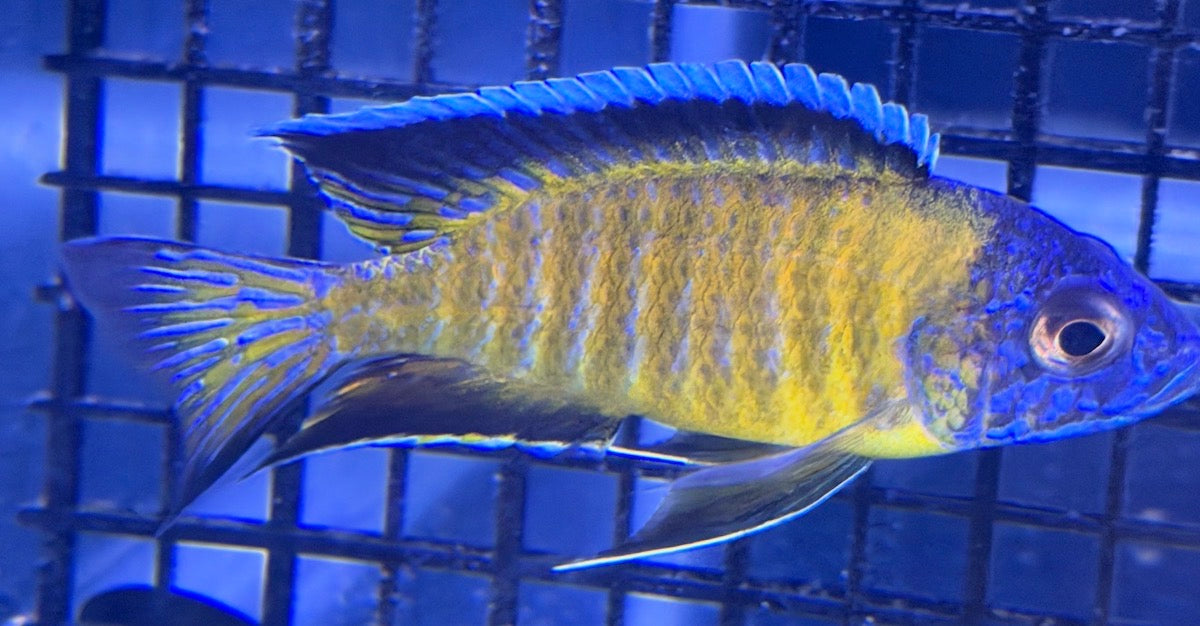 Flavescent 4"