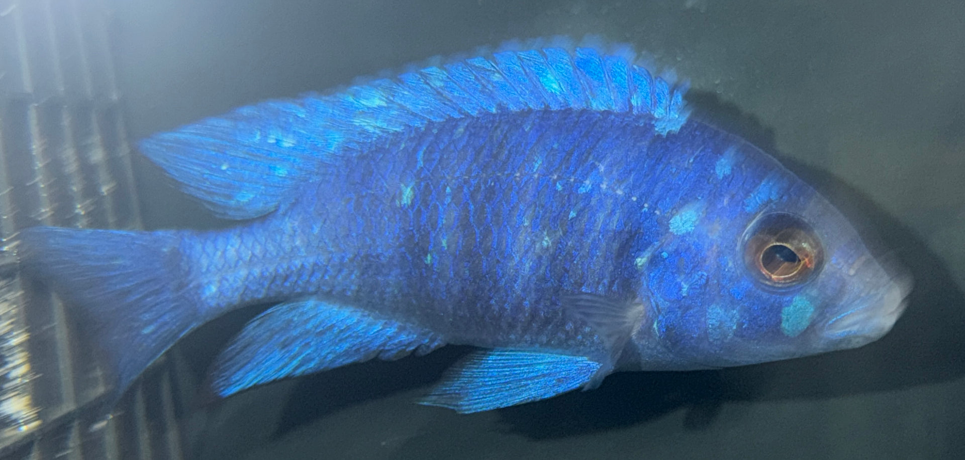 Placidochromis phenochilus - Star Sapphire (5.25" to 6")