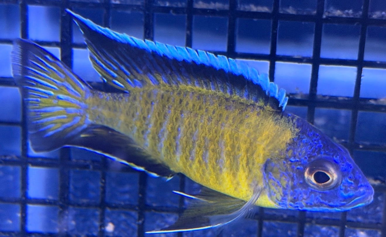 Flavescent 4"