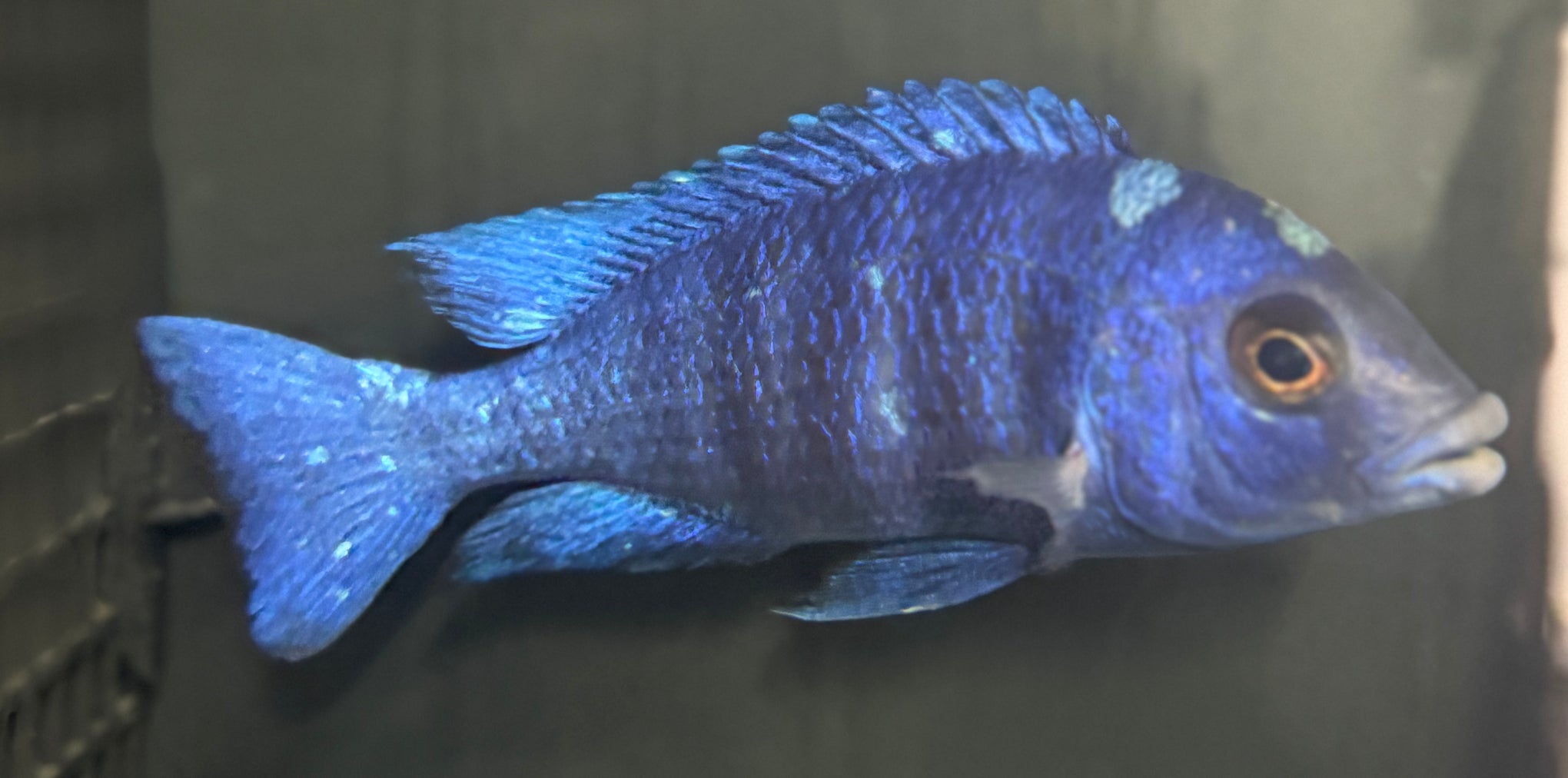 Placidochromis phenochilus - Star Sapphire (5.25" to 6")