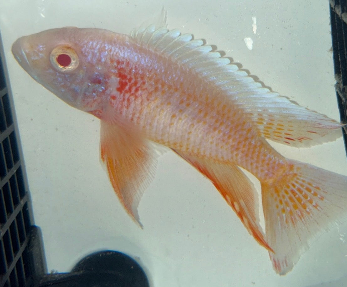 Platinum Albino Eureka 4.5"