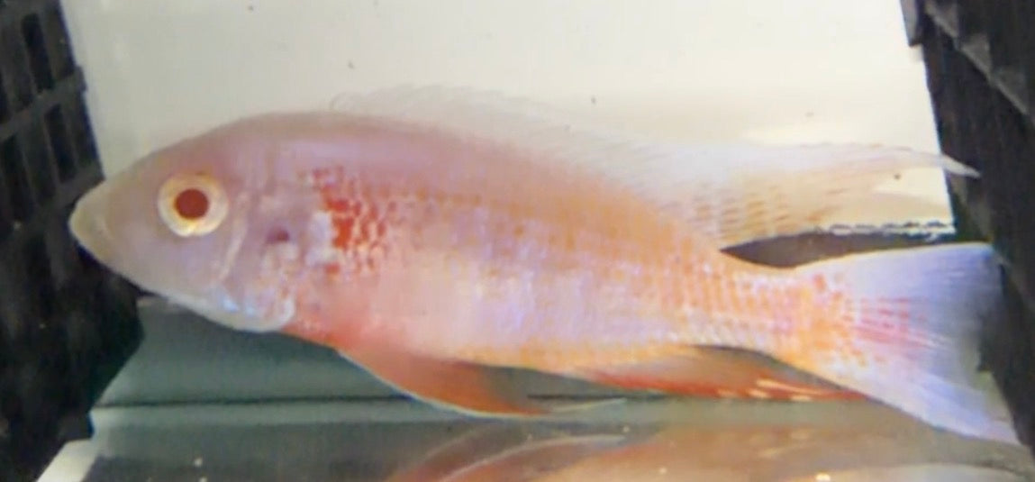 Platinum Albino Eureka 4.5"