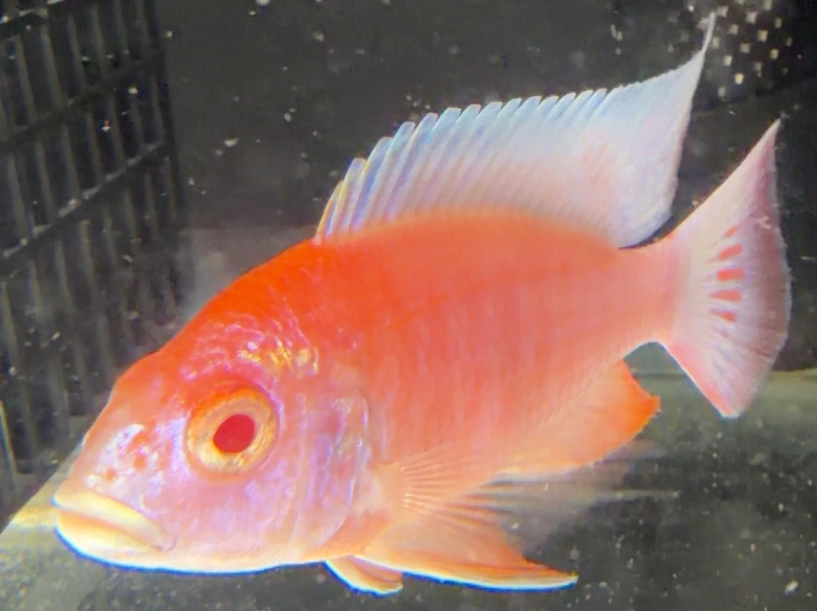 Albino Sulphurhead 4.25"