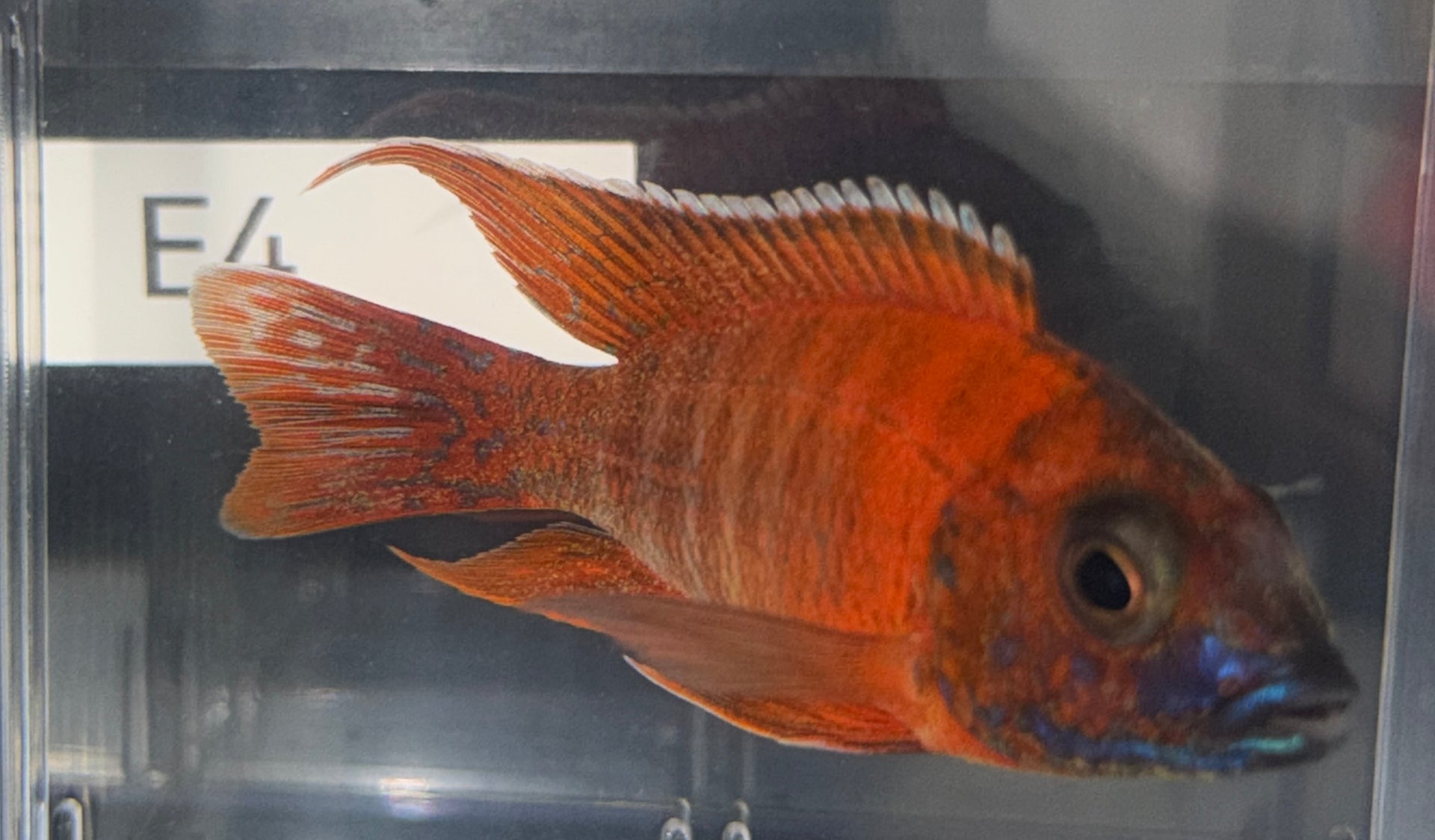 3.75" Ruby Red