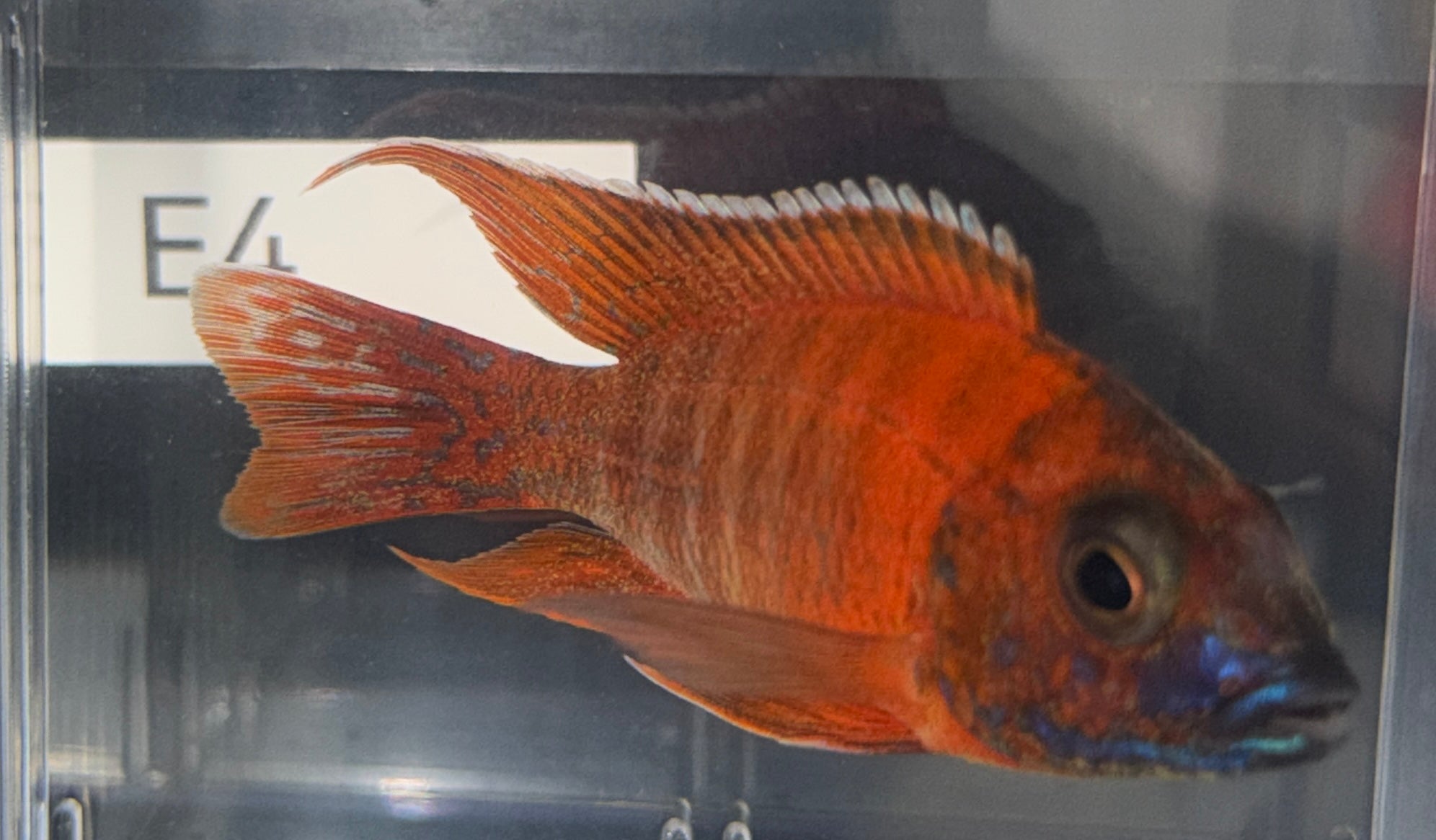 3.75" Ruby Red