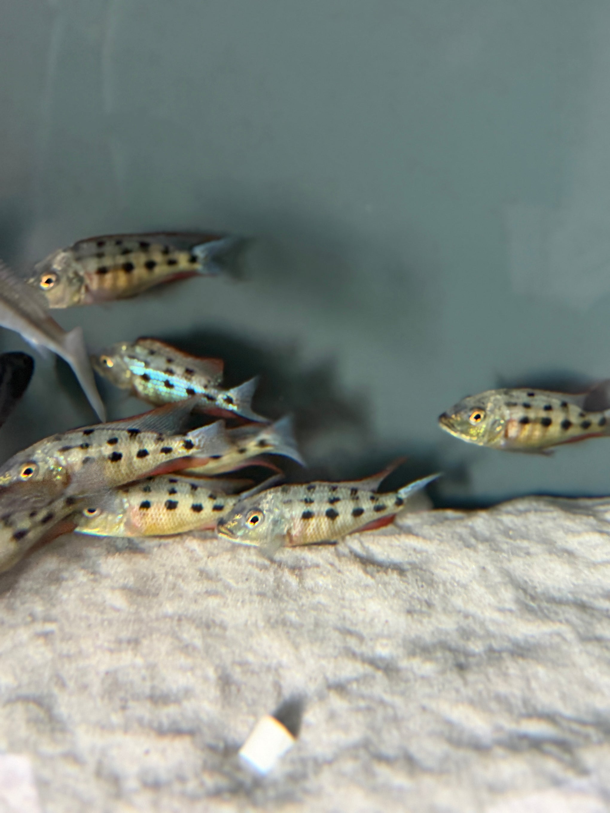 4.5 Fossorochromis Rostratus - Sand Diver