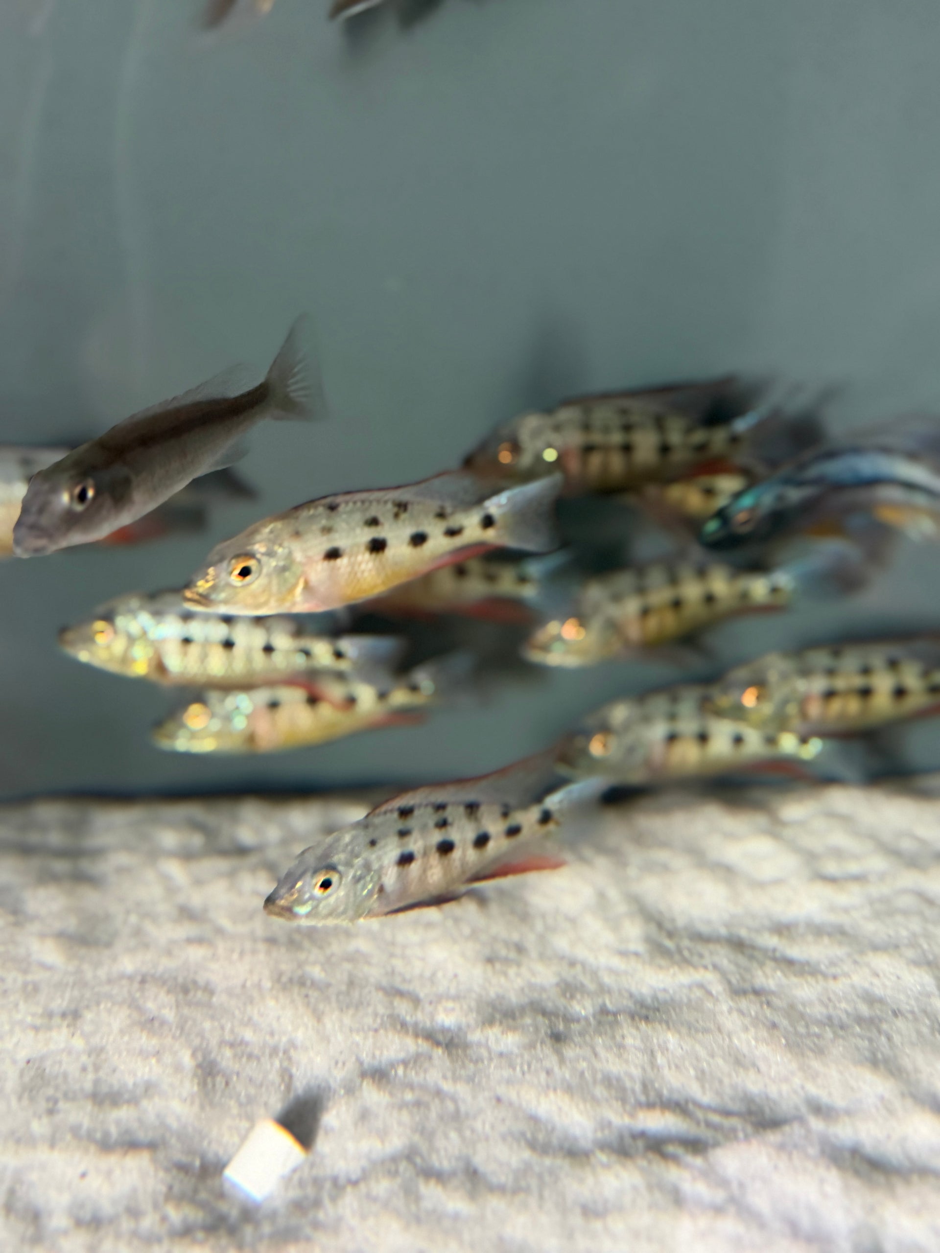 4.5 Fossorochromis Rostratus - Sand Diver