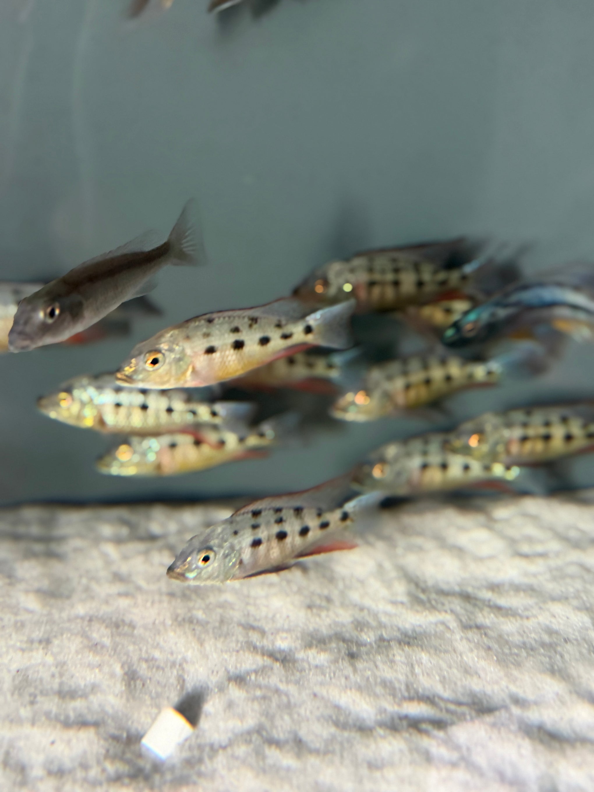 4.5 Fossorochromis Rostratus - Sand Diver