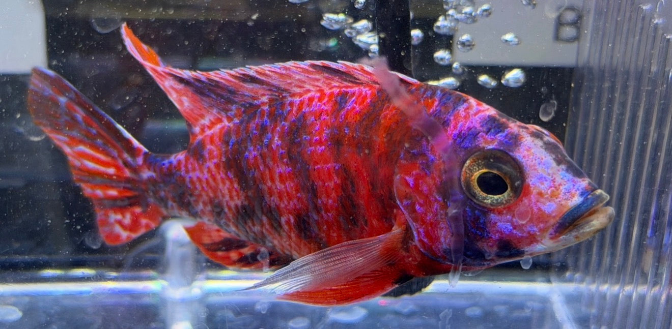 4.5" Red OB "Uncle Wuddy"