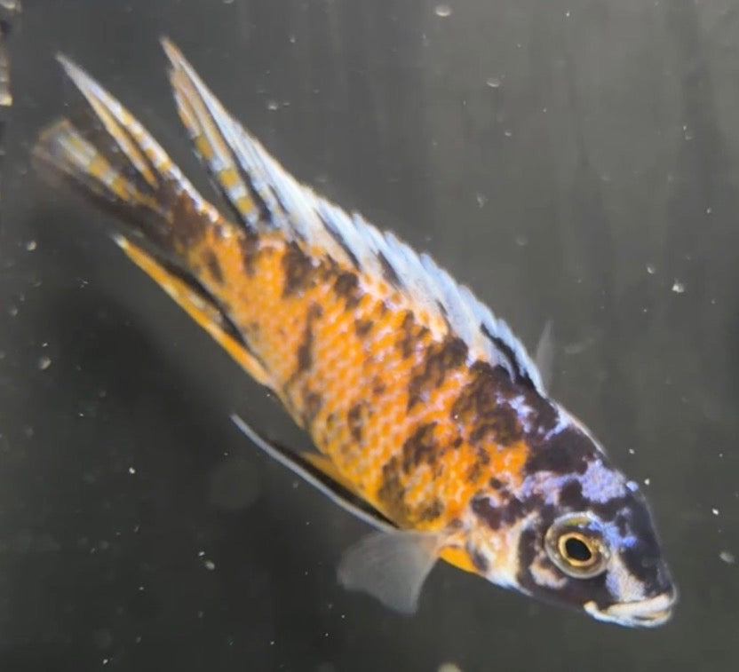 Ob Borleyi 4.25"