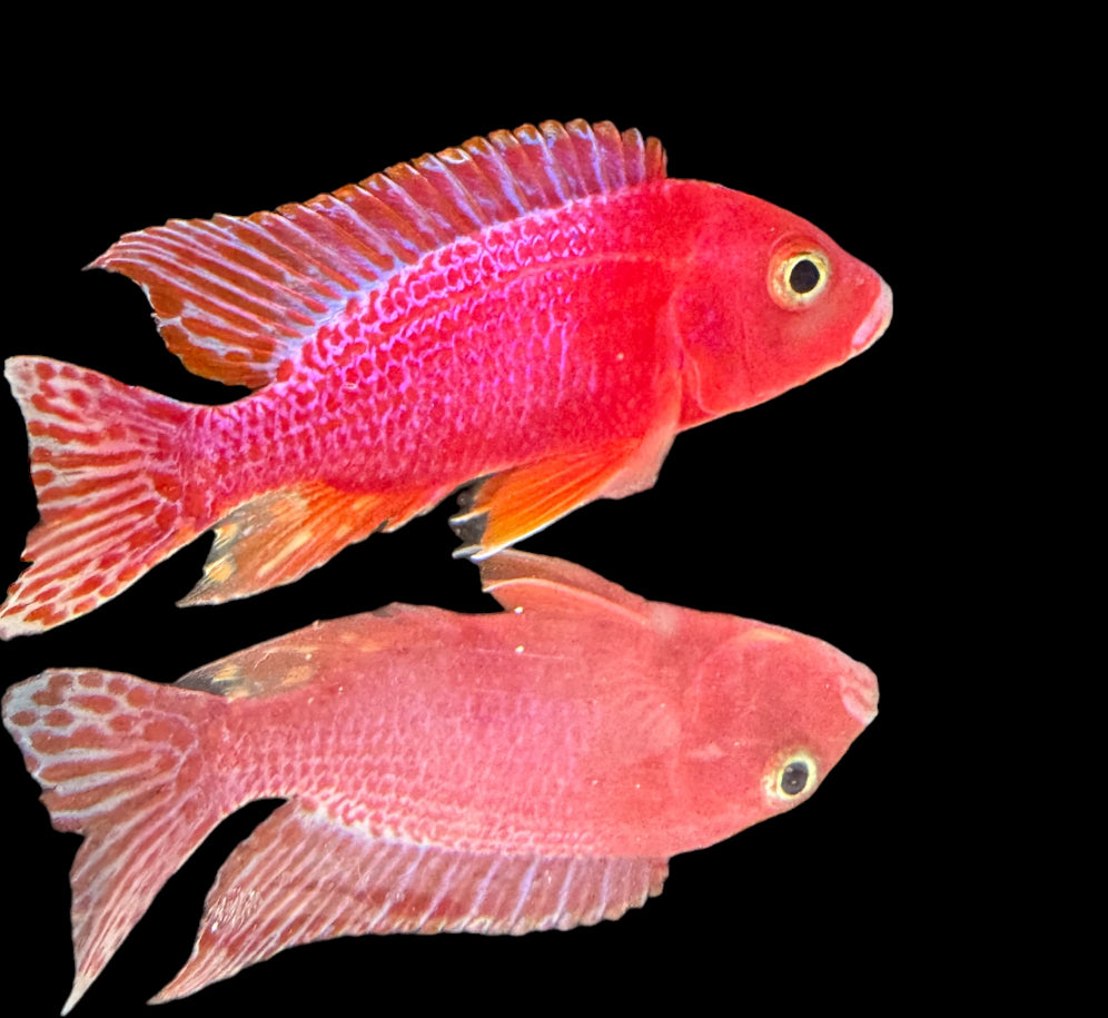 Aulonocara Dragon Blood Cichlid