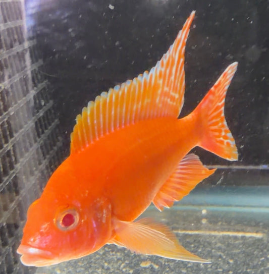 Albino Sulphurhead 4.25"