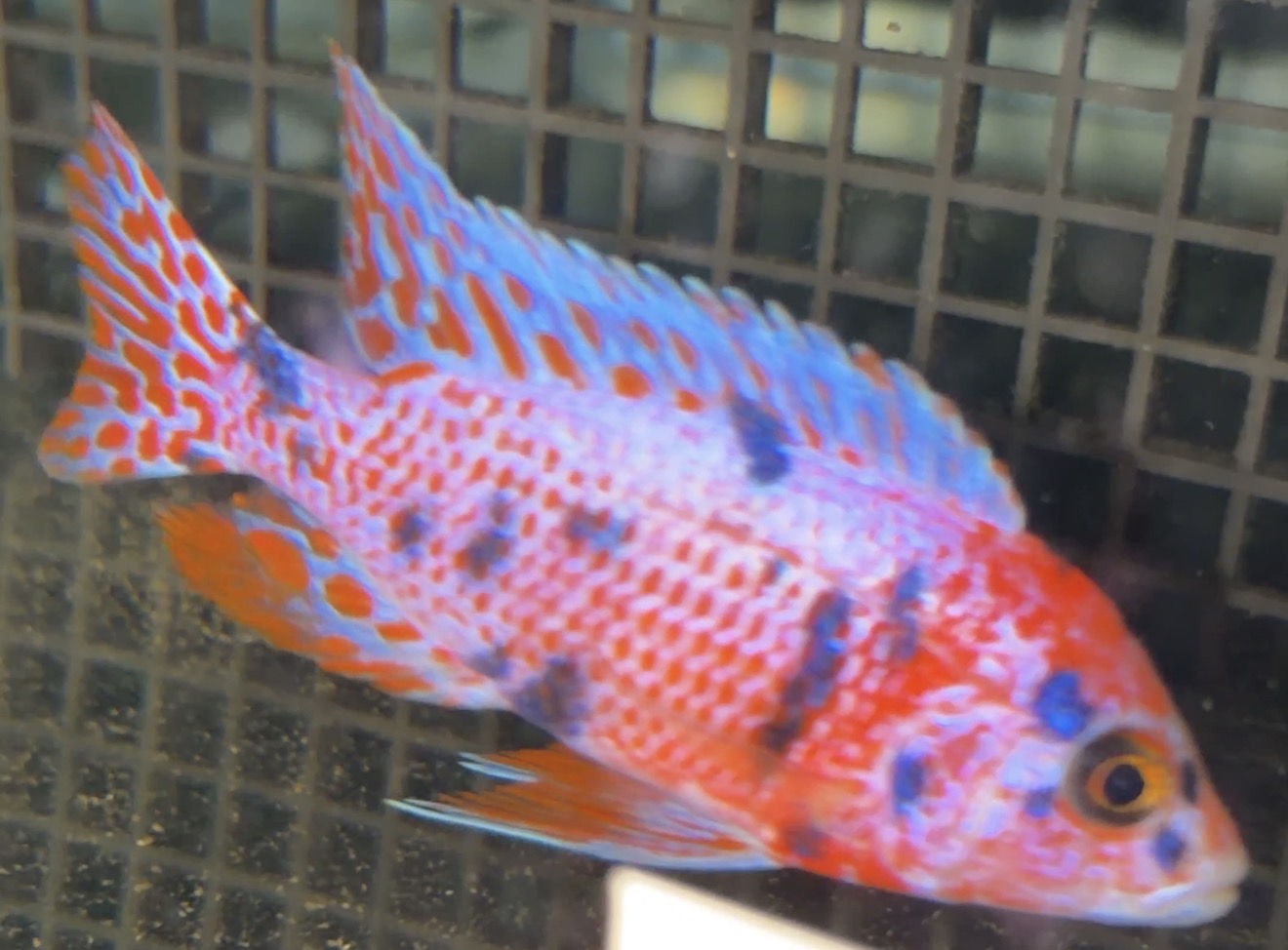 Platinum Red OB 4.5"