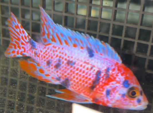 Platinum Red OB 4.5"