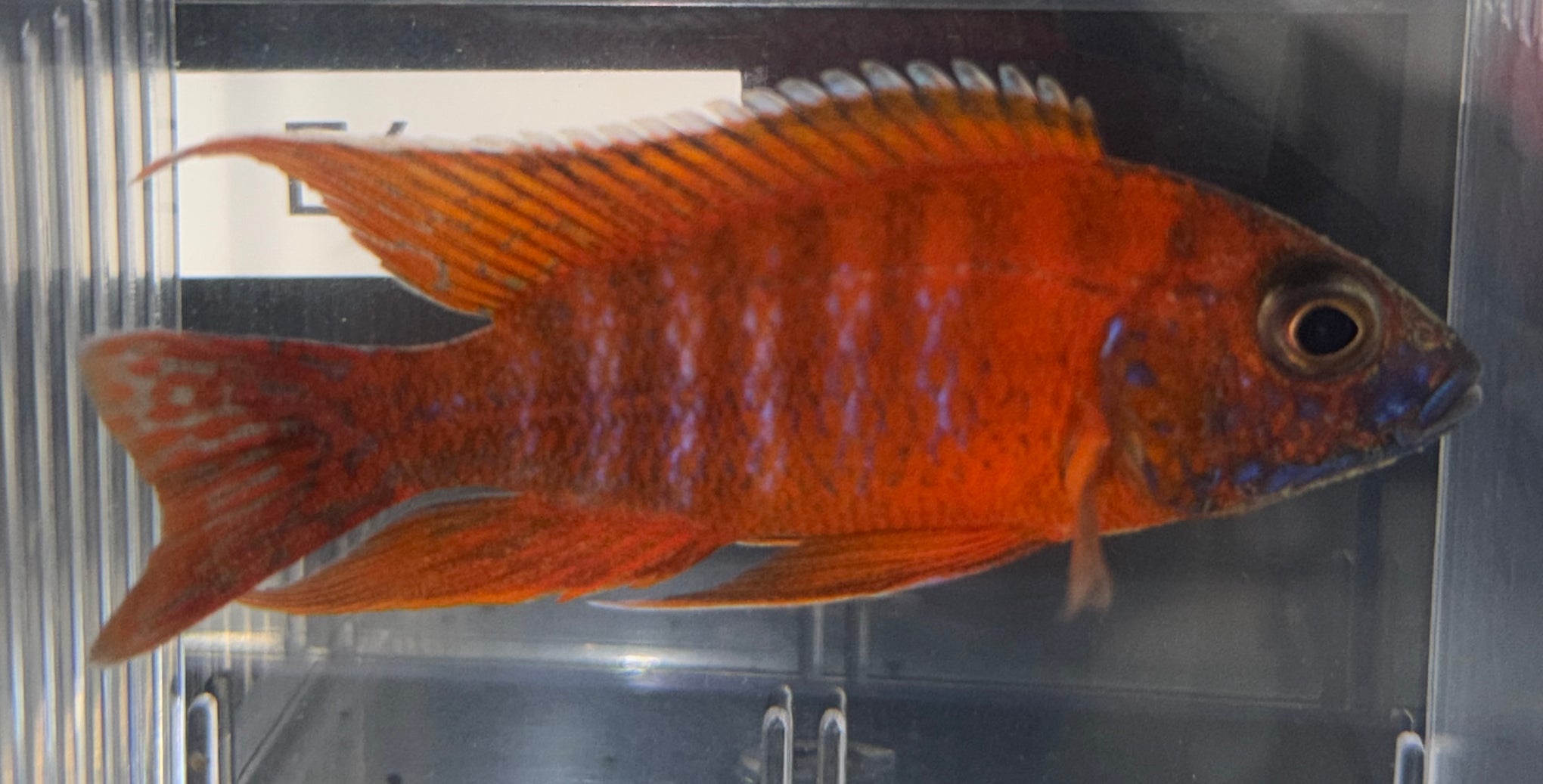 3.75" Ruby Red