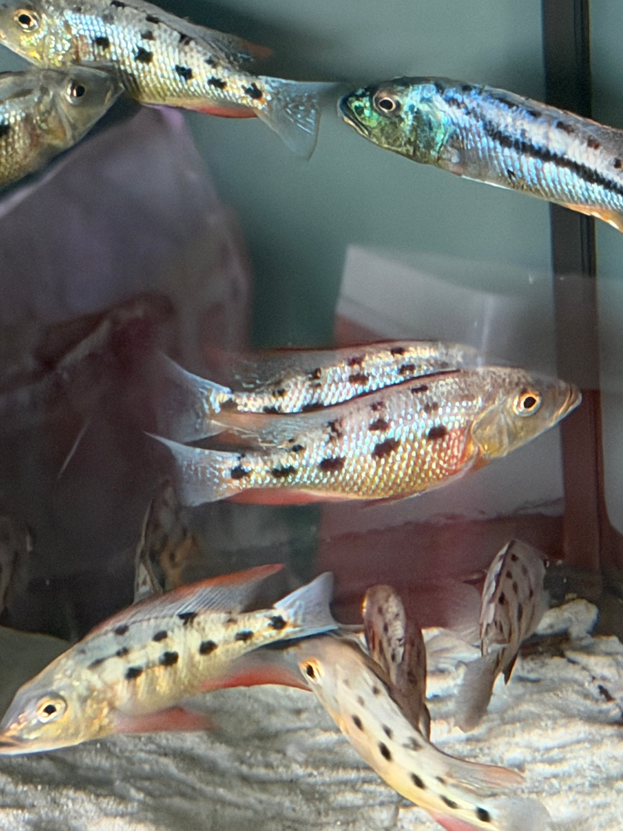 4.5 Fossorochromis Rostratus - Sand Diver
