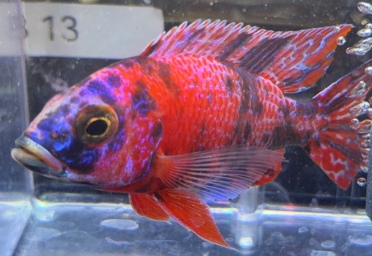 4.5" Red OB "Uncle Wuddy"