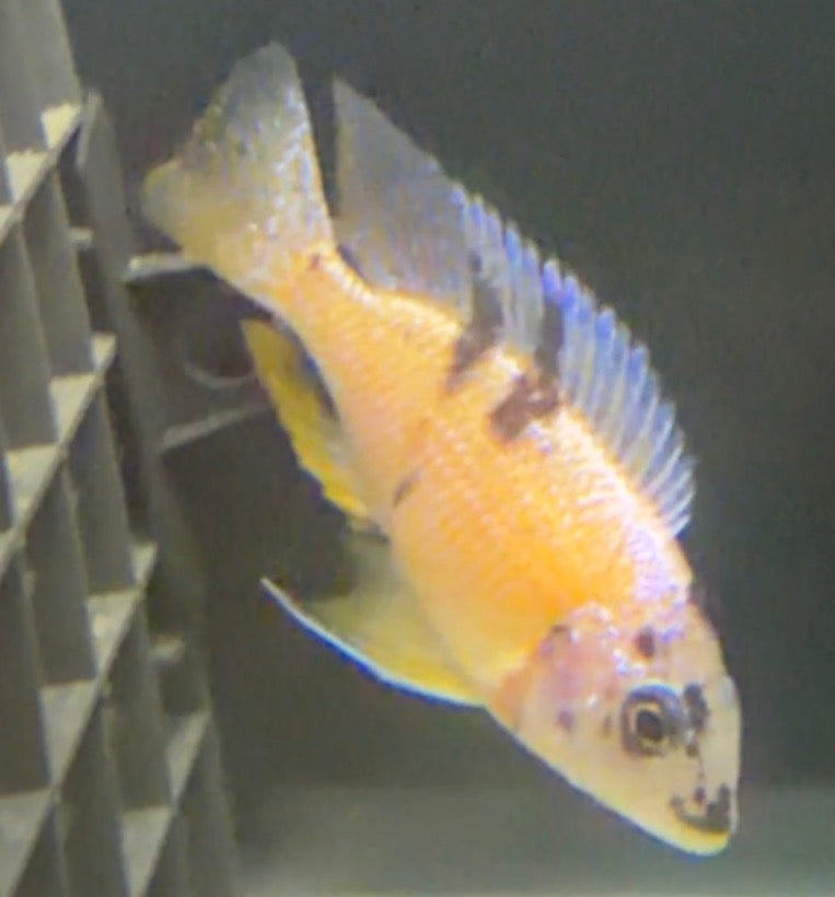 OB Borleyi 4"