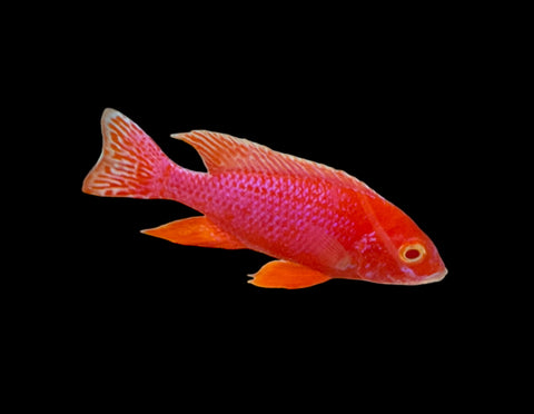 Albino Strawberry Peacock Cichlid