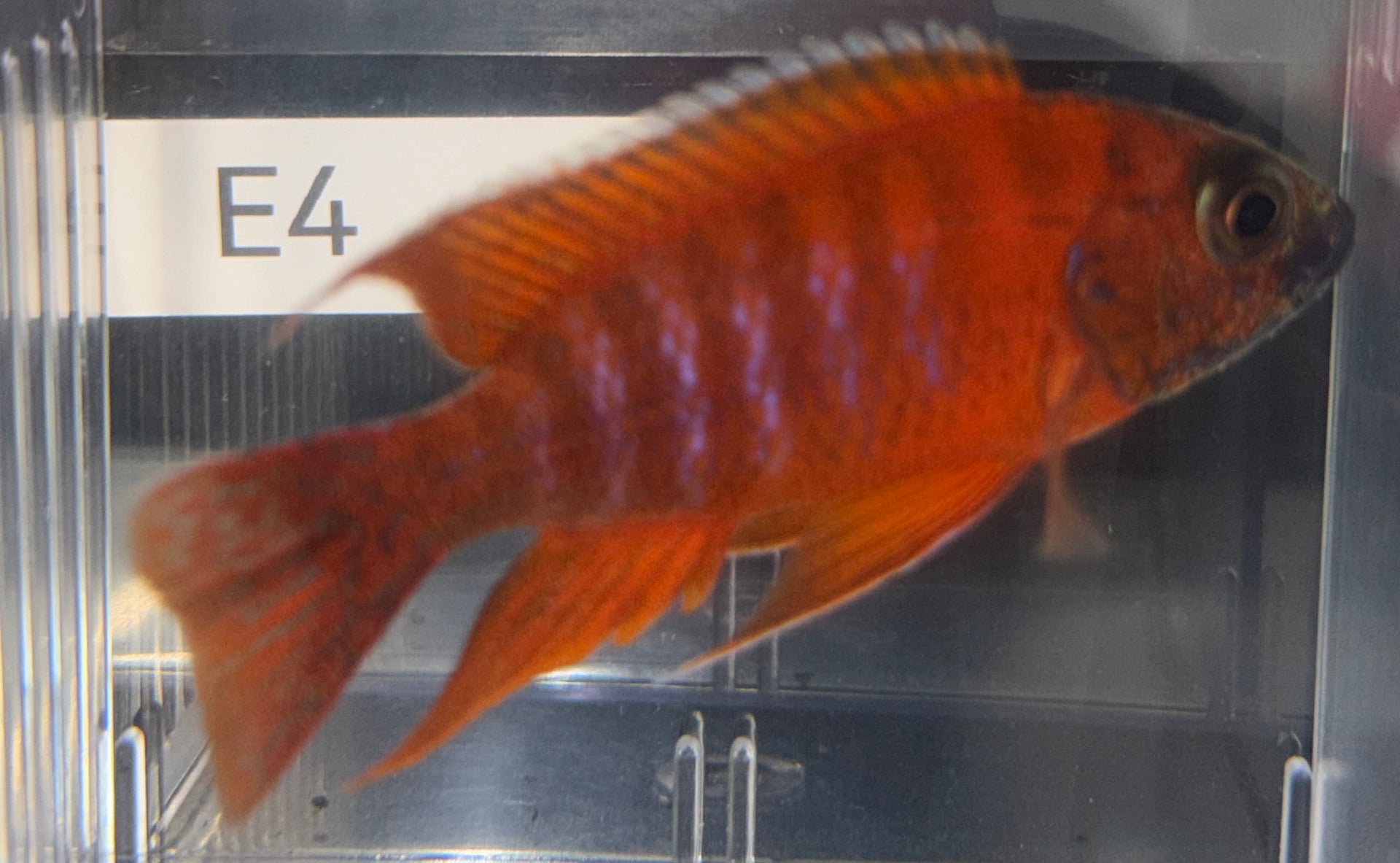 3.75" Ruby Red