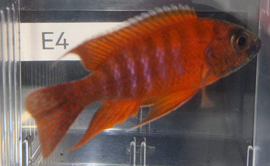 3.75" Ruby Red