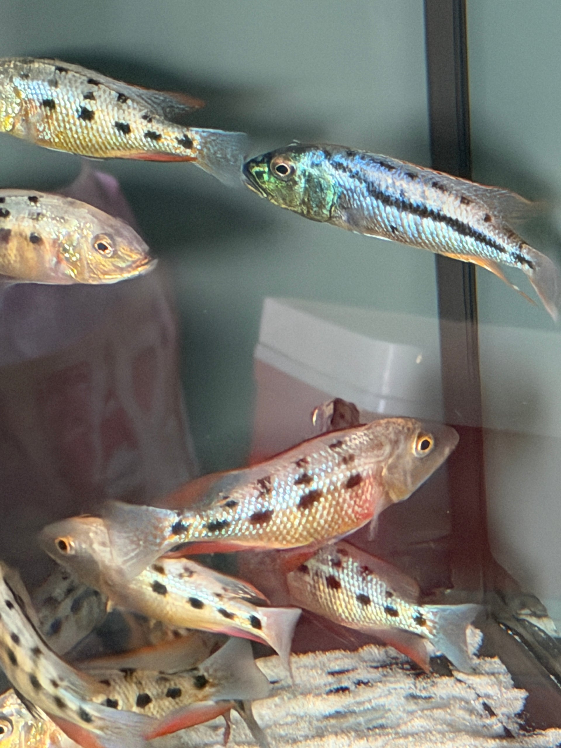 4.5 Fossorochromis Rostratus - Sand Diver