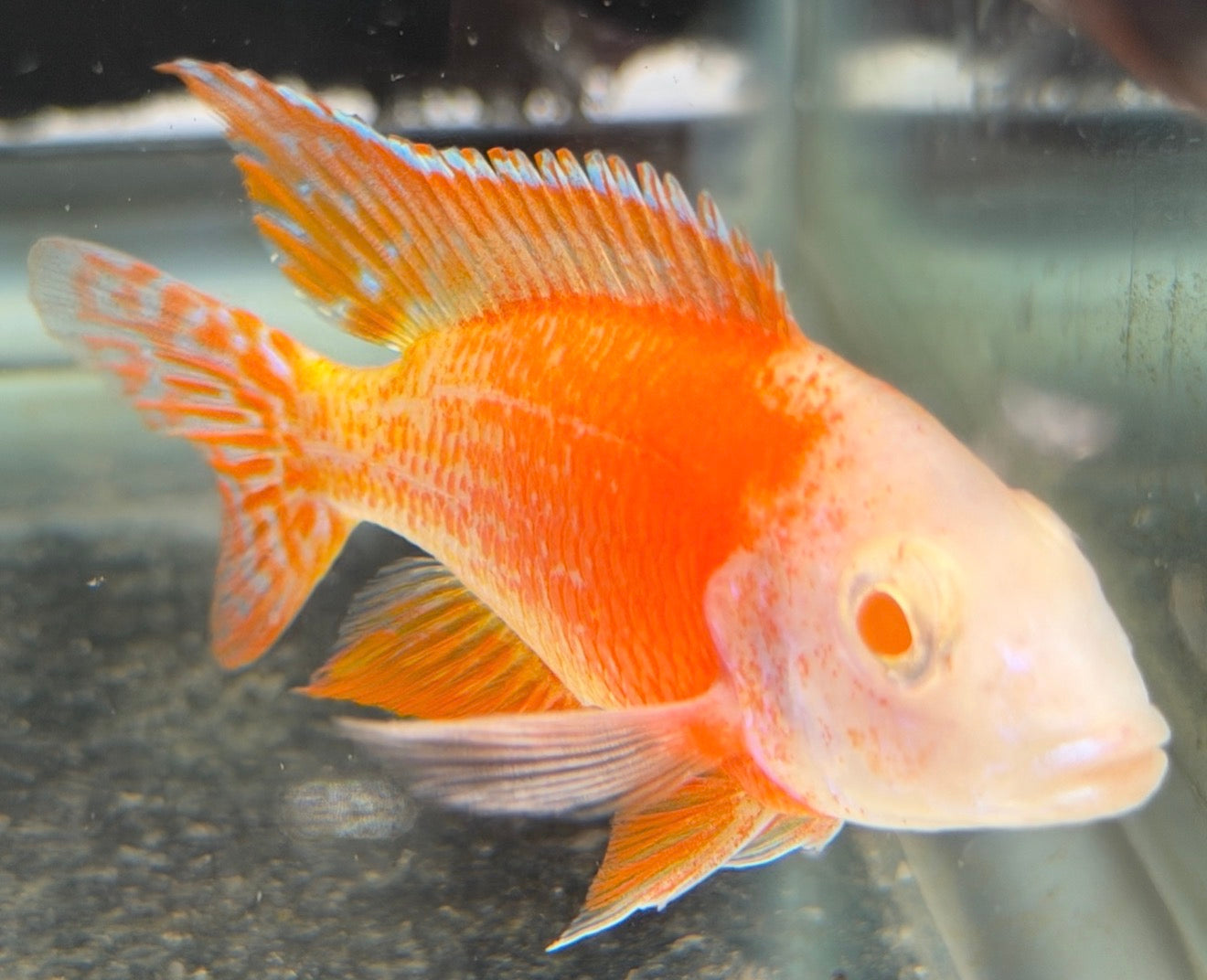 Albino Ruby 4"