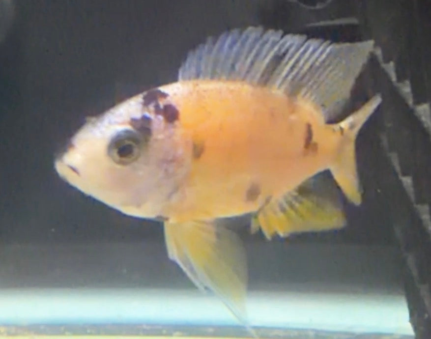 OB Borleyi 4"